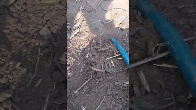 Шнек в земле ищем металлом! смотреть онлайн