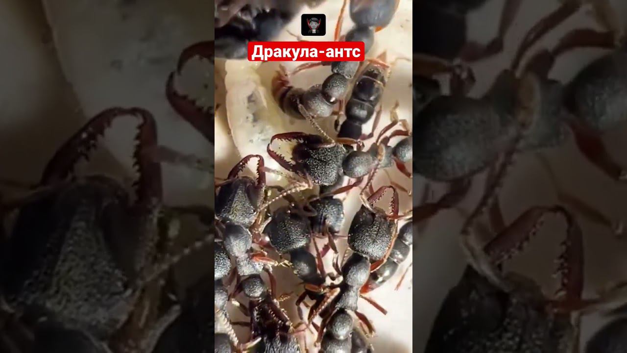 Как муравьи-вампиры пьют кровь своих личинок смотреть онлайн