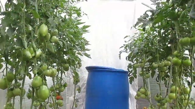 Защита томатов от фитофторы.02.08.2019 смотреть онлайн