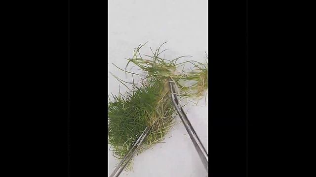 PGTC- Eleocharis acicularis (dwarf hairgrass смотреть онлайн