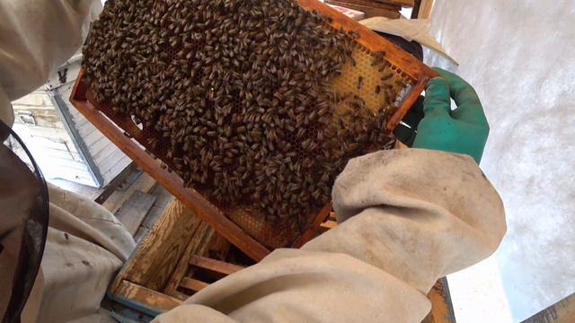 Весенняя помощь семьям, очистка, корма, наличие расплода #пчело_ферма #пчеловодство_для_начинающих смотреть онлайн