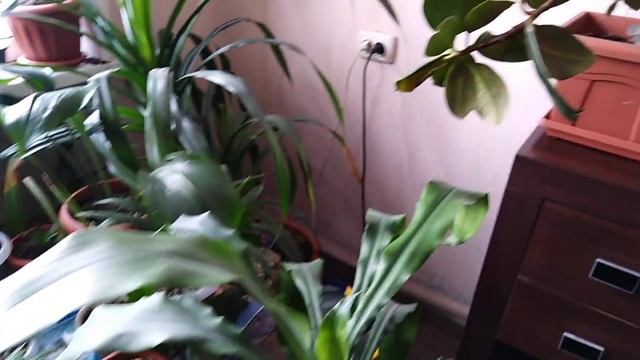 Мой зимний сад смотреть онлайн