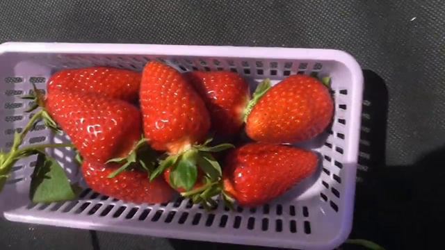 ПЕРЧИНКЬЮ - замечательный сорт клубники со смешным названием. смотреть онлайн