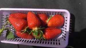 ПЕРЧИНКЬЮ - замечательный сорт  клубники со смешным названием.