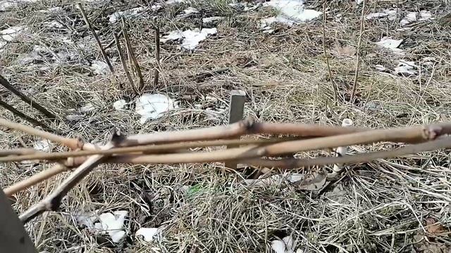 Март. Первые весенние работы на винограднике смотреть онлайн