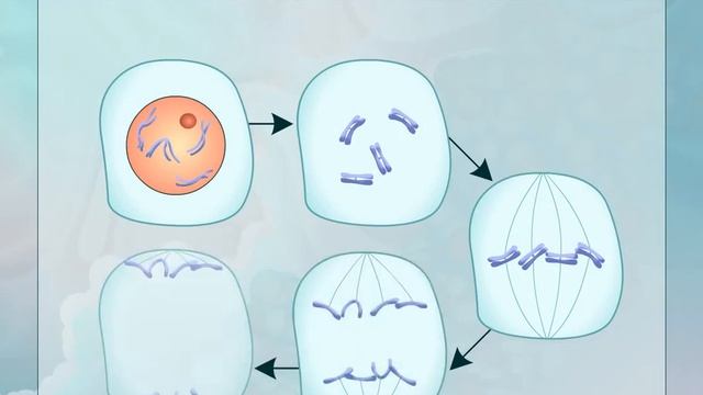 Полиплоидия. Биология для школьников смотреть онлайн
