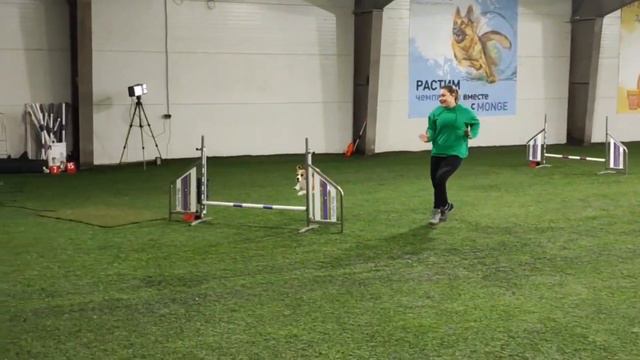 ~Beagle Gina~ agility competition A1 смотреть онлайн