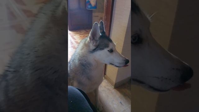 Учимся с Вивой открывать рот. смотреть онлайн