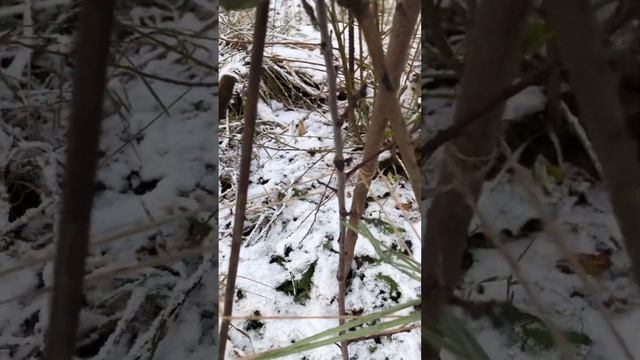 Абрикос Чёрный Бархат. смотреть онлайн