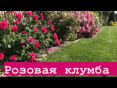 Цветёт РОЗОВАЯ КЛУМБА #1 ‼️.mp4 смотреть онлайн