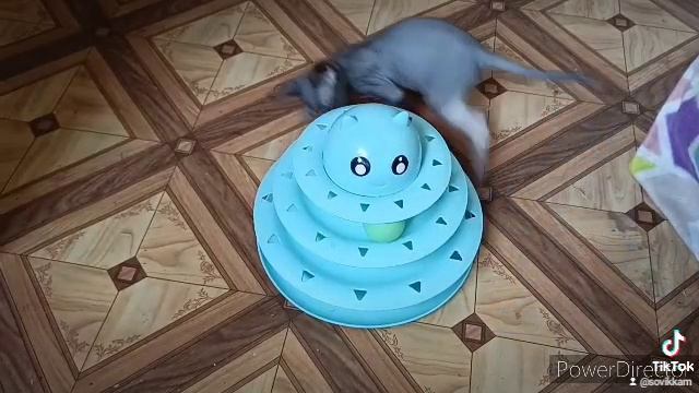 Шаи развлекается с новой игрушкой