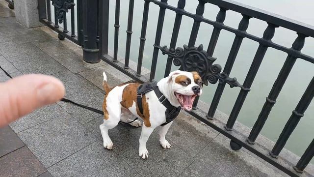 Прогулка по набережной в Ростове-на-Дону. смотреть онлайн