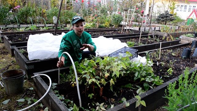 Обрезка клематиса осенью. Как укрыть клематисы на зиму, чтобы не вымерзли? смотреть онлайн