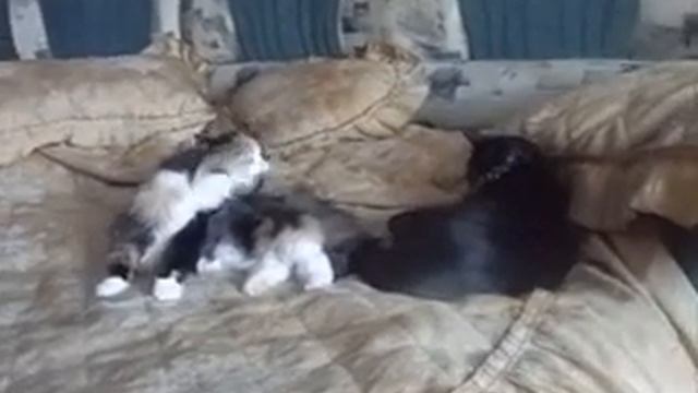 Уживутся ли 2 взрослые кошки ? смотреть онлайн