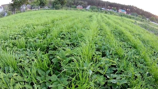 ЗЕЛЁНЫЙ КОРМ ДЛЯ КРОЛИКОВ смотреть онлайн