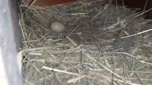 Сбор яиц! Два курятника!#курынесушки #сборяиц #chick #курятник смотреть онлайн