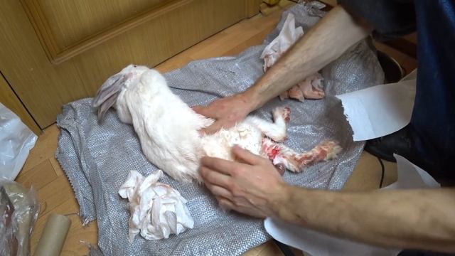 КРОЛЬЧИХА РОЖАЕТ В РУЧНОМ РЕЖИМЕ (16+)