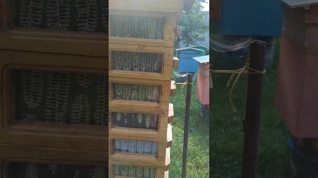 Японский улей, два месяца после заселения смотреть онлайн