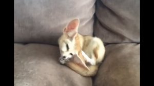 Что вытворяет вороватая домашняя лиса фенек