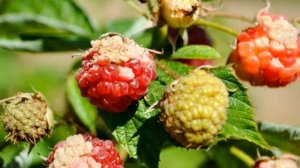 Почему сохнет малина и что делать?