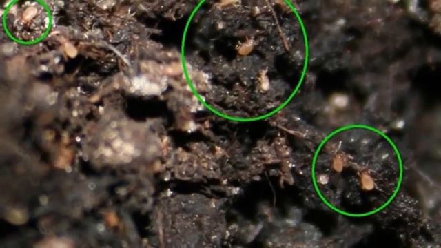 Земляные мошки в горшке? Как с ними бороться и защитить растения? смотреть онлайн