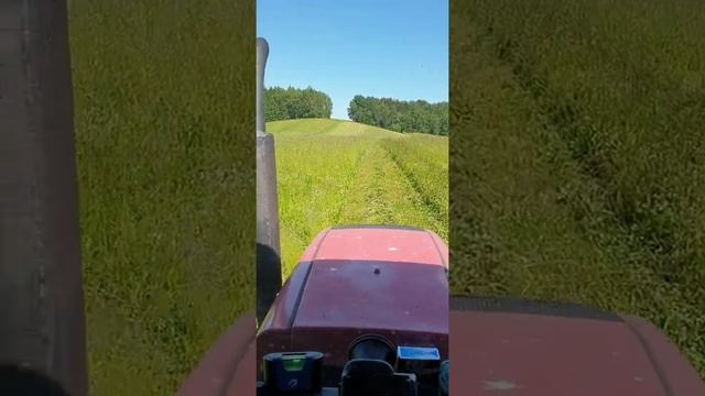 косим сено мтз 422.1 и wirax 1.65 #familyfarm #семейнаяферма #dorper #dorperbelarus смотреть онлайн