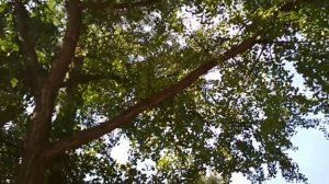 Гинкго билоба. Знакомство с редкими деревьями, с Валерием Го