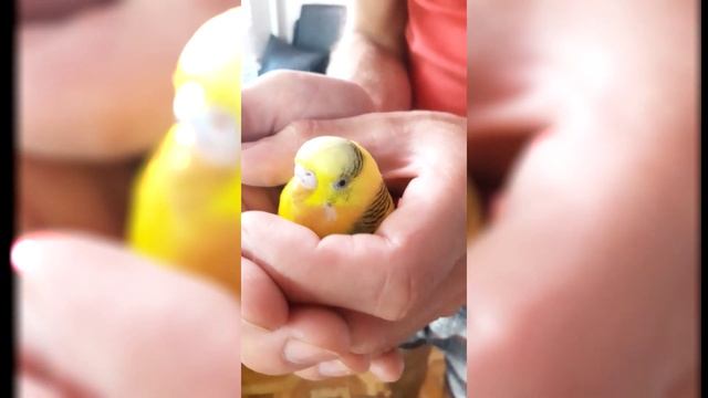 ОЧЕНЬ РУЧНОЙ попугай в руке. Попугай сидит в руке. ПРИКОЛЫ С ВОЛНИСТЫМ ПОПУГАЕМ! #самоизоляция смотреть онлайн