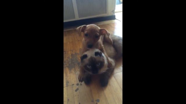 Карликовый пинчер смотреть онлайн