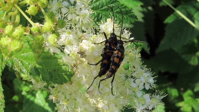 Fyrbandad blombock - Leptura quadrifasciata смотреть онлайн