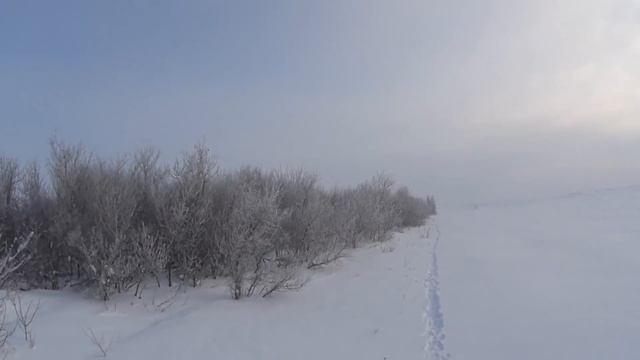 ОХОТА НА ЗАЙЦА 21.01.2021 ДОБЫЛИ 4 ЗАЙЦА смотреть онлайн
