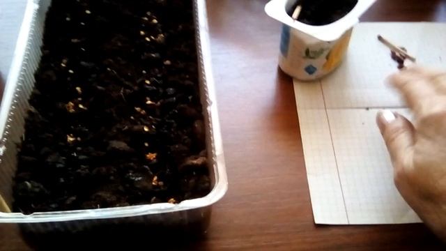 Сею компактную, бордюрную ГЕОРГИНУ ФИГАРО / Комнатный разноцветный, горький ПЕРЕЦ / ГРАНАТ смотреть онлайн