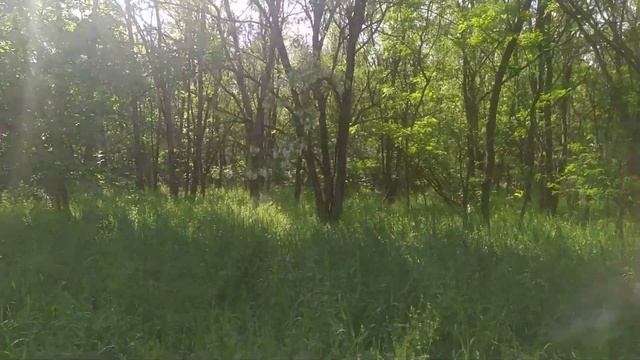 Шикарная акация 2021. Начался медосбор с акации.