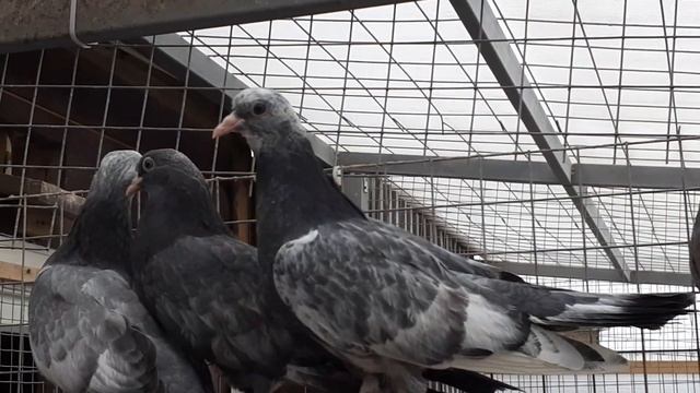 Свердловские высоколетные голуби в Москве. Sverdlovskie highfliers pigeons in Moscow +79255022509 смотреть онлайн