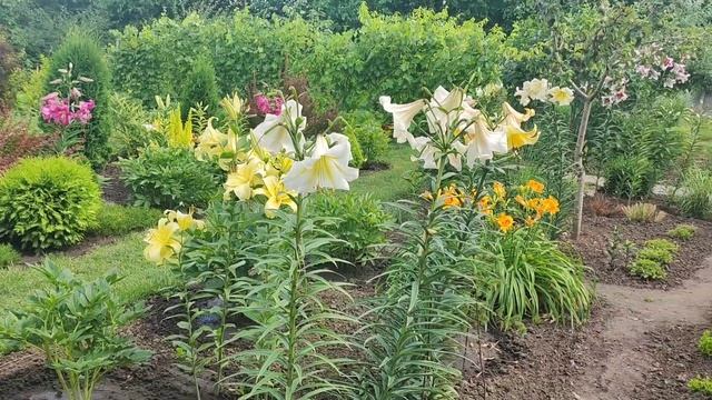 Лилии 2023 часть 2 смотреть онлайн