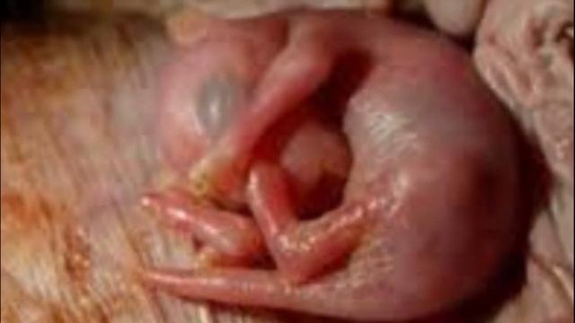 Что в Сумке у Кенгуру Хотите Узнать? Тогда заглядывайте смотреть онлайн