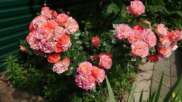 Rose Gebruder Grimm смотреть онлайн