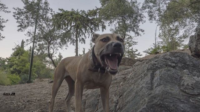 PitBullLocaJR πιτ μπουλ dog photo dangerous питбуль собака фото опасно 2022 (Saimo G) смотреть онлайн