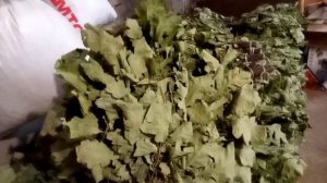 Банные веники в ноябре?! Можно зарабатывать круглый год!!!