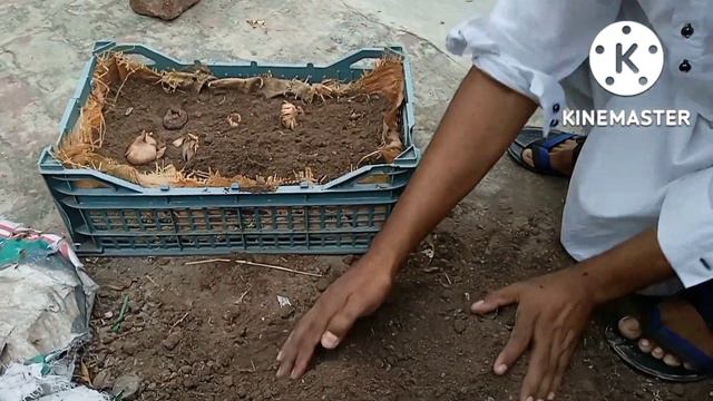 How to grow Gladiolus bulbs,How to grow Gladiolus bulbs or corms,Gladiolus bulbs grow in container, смотреть онлайн
