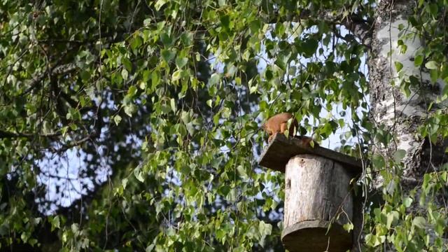 Белка и дуплянка смотреть онлайн