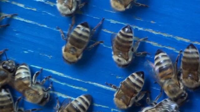 Аномальное лето 2019 смотреть онлайн