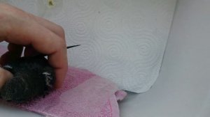 Кормление стрижонка домовыми сверчками