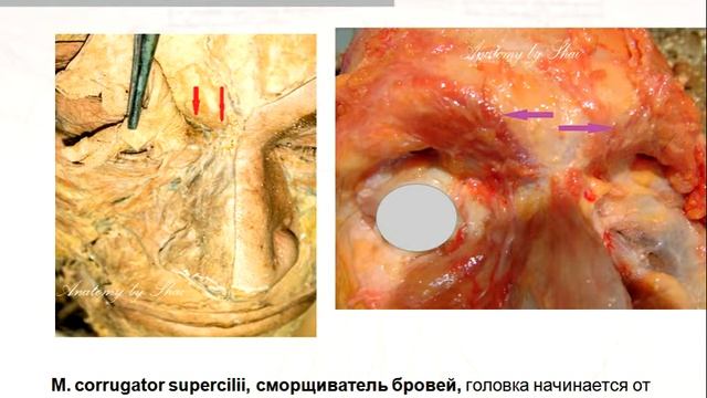 Краткий атлас 