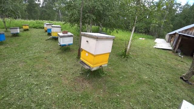Замена матки в лежаке. Обстановка на пасеке 22.06.2020 смотреть онлайн