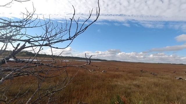 ОХОТА НА ГУСЯ НА СЕВЕРЕ КАРЕЛИИ! ОСЕНЬ 2022! ГУСЬ ПОЯВИЛСЯ,КОГДА МЫ НЕ ЖДАЛИ.... смотреть онлайн