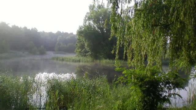 Курочки водяные смотреть онлайн
