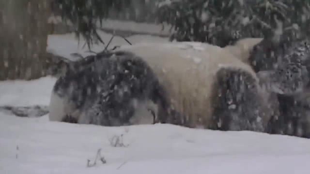 панда в снегу смотреть онлайн