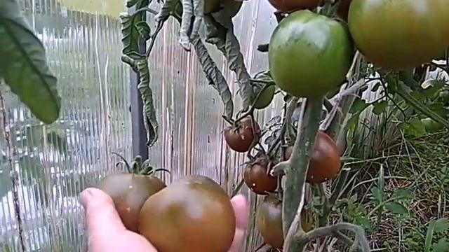 Обязательно посадите этот томат! Один из самых вкусных! Сахар коричневый смотреть онлайн