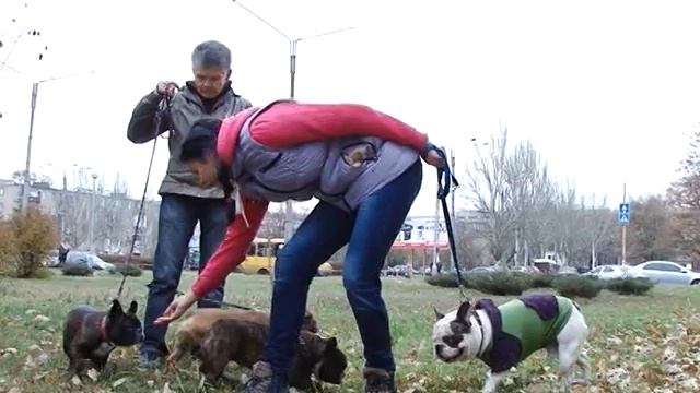 Питомник собак. Как его создать? смотреть онлайн